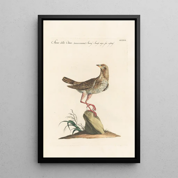 Ornithologia methodice digesta Pl299 - Saverio Manetti — framed artwork on a wall