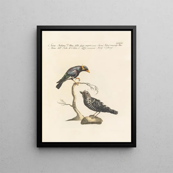 Saverio Manetti - Ornithologia methodice digesta Pl300.webp