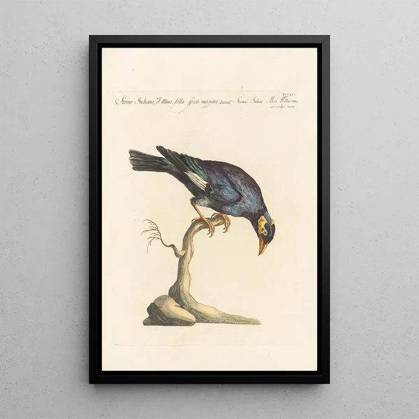 Ornithologia methodice digesta Pl301 - Saverio Manetti — framed artwork on a wall