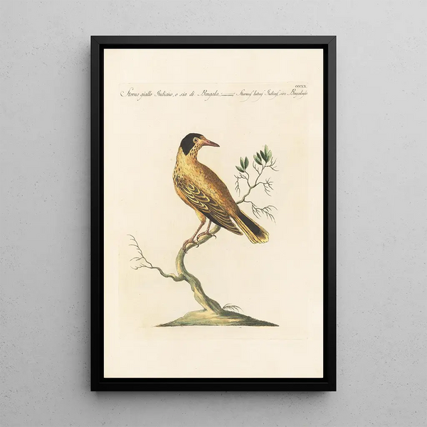 Ornithologia methodice digesta Pl302 - Saverio Manetti — framed artwork on a wall