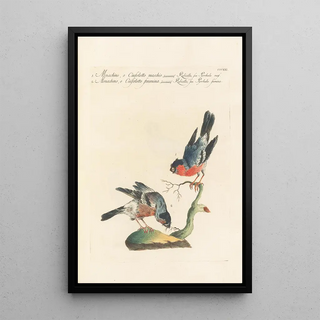 Saverio Manetti - Ornithologia methodice digesta Pl303.webp