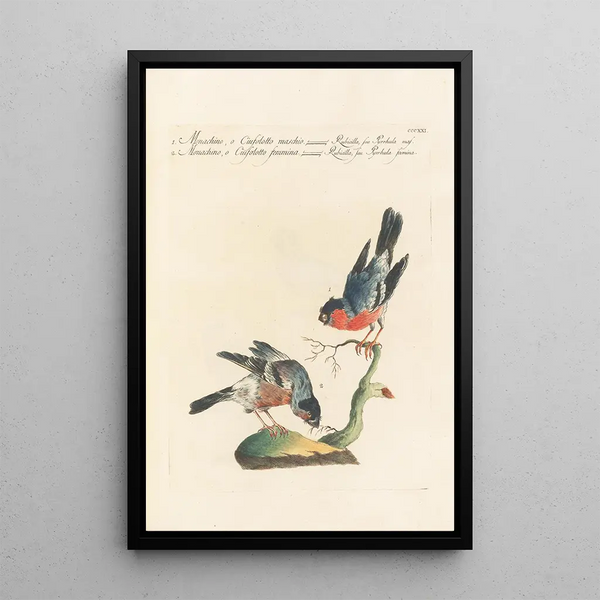 Ornithologia methodice digesta Pl303 - Saverio Manetti — framed artwork on a wall