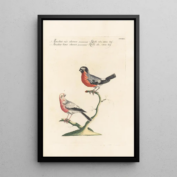 Ornithologia methodice digesta Pl304 - Saverio Manetti — framed artwork on a wall