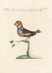 Ornithologia methodice digesta Pl307 - Saverio Manetti — artwork view
