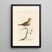 Ornithologia methodice digesta Pl308 - Saverio Manetti — framed artwork on a wall