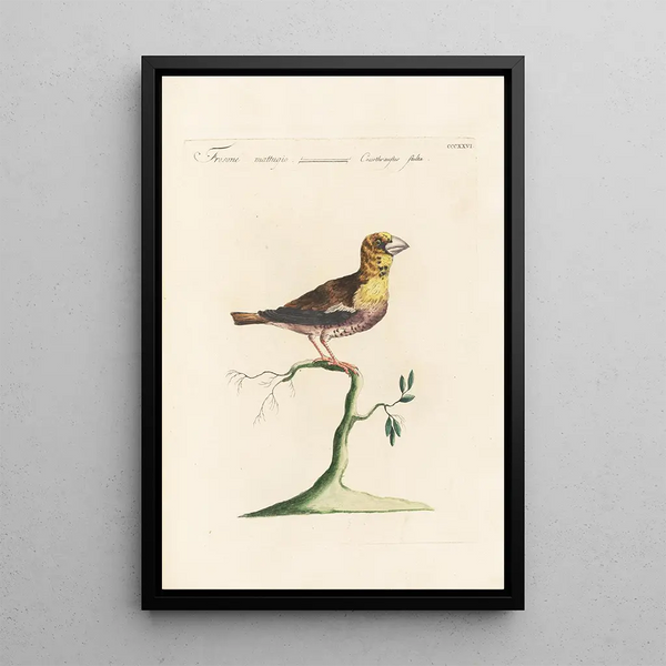 Ornithologia methodice digesta Pl308 - Saverio Manetti — framed artwork on a wall
