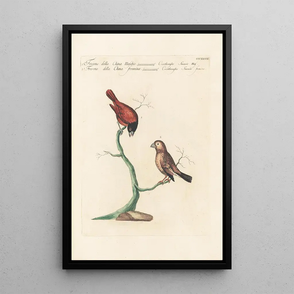 Ornithologia methodice digesta Pl309 - Saverio Manetti — framed artwork on a wall