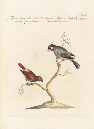 Saverio Manetti - Ornithologia methodice digesta Pl310.webp