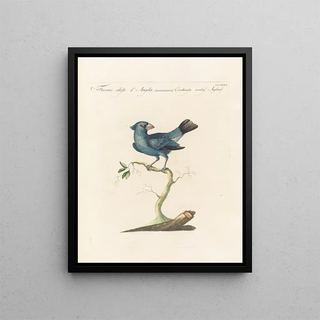 Saverio Manetti - Ornithologia methodice digesta Pl312.webp