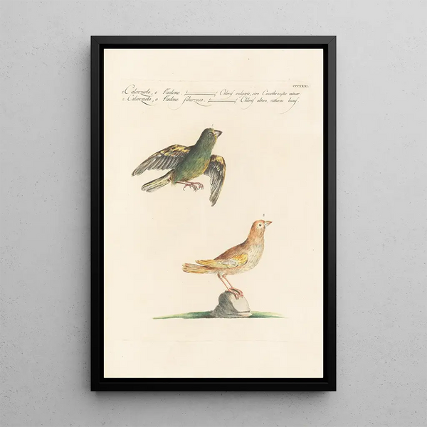 Ornithologia methodice digesta Pl313 - Saverio Manetti — framed artwork on a wall