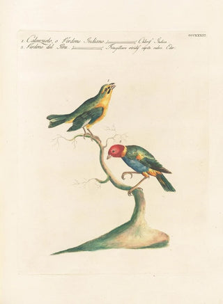 Saverio Manetti - Ornithologia methodice digesta Pl315.webp
