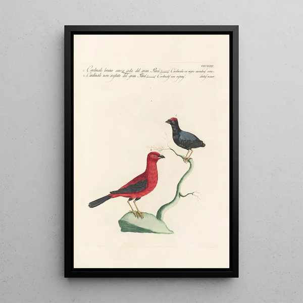 Ornithologia methodice digesta Pl317 - Saverio Manetti — framed artwork on a wall