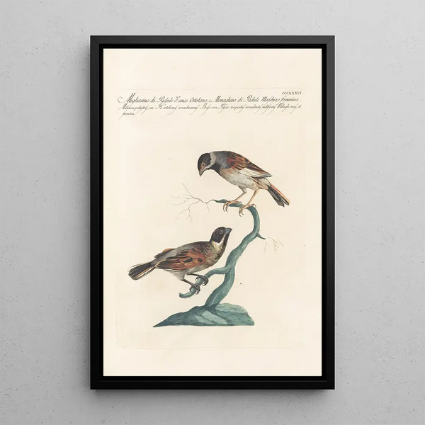 Ornithologia methodice digesta Pl318 - Saverio Manetti — framed artwork on a wall