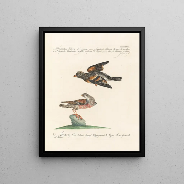 Ornithology Painting methodically digested Pl320 - Saverio Manetti — framed artwork on a wall