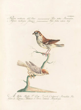 Saverio Manetti - Ornithologia methodice digesta Pl321.webp