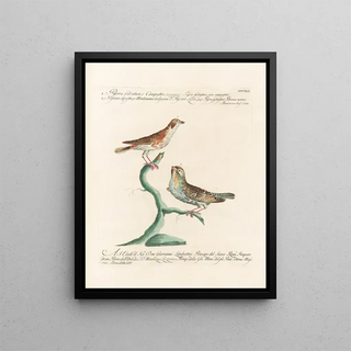 Saverio Manetti - Ornithologia methodice digesta Pl323.webp