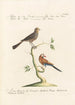 Ornithologia methodice digesta Pl325 - Saverio Manetti — artwork view