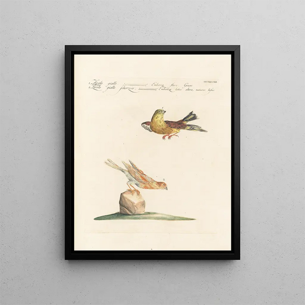 Ornithology painting methodically digested Pl330 - Saverio Manetti — framed artwork on a wall