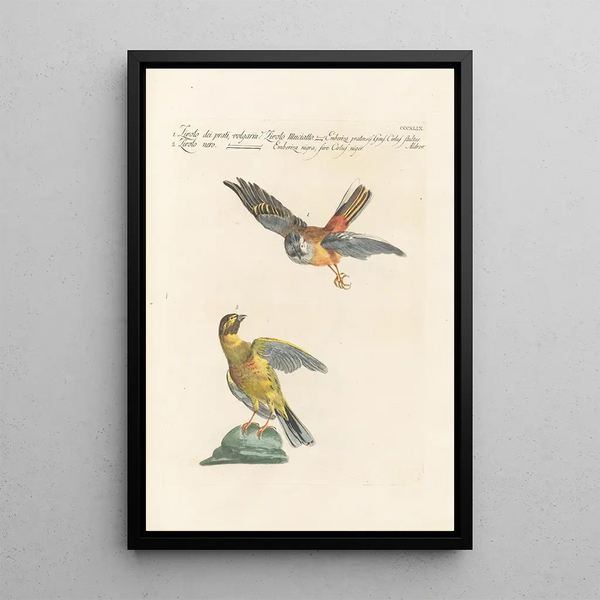 Ornithologia methodice digesta Pl331 - Saverio Manetti — framed artwork on a wall