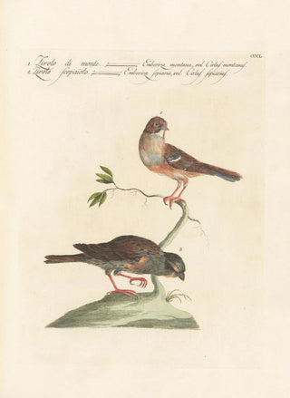 Saverio Manetti - Ornithologia methodice digesta Pl332.webp