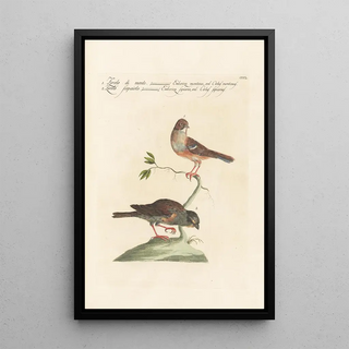 Saverio Manetti - Ornithologia methodice digesta Pl332.webp