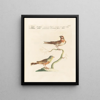 Saverio Manetti - Ornithologia methodice digesta Pl333.webp