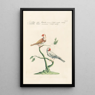 Saverio Manetti - Ornithologia methodice digesta Pl336.webp