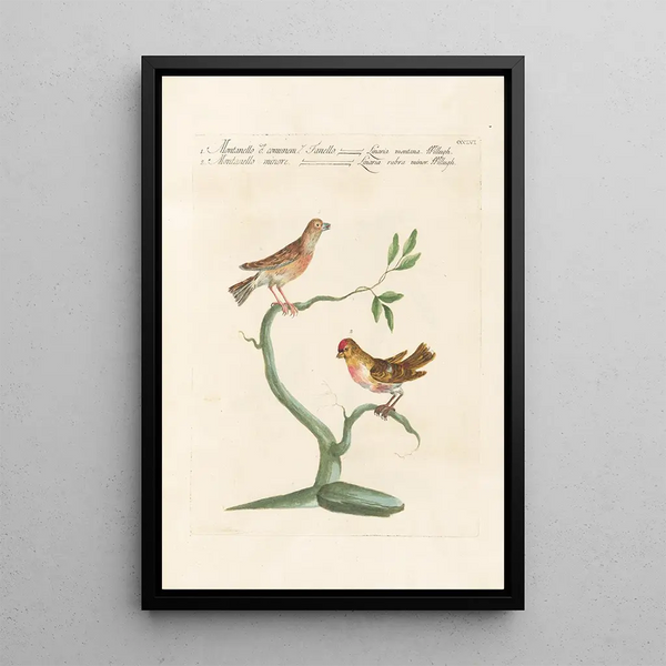 Ornithologia methodice digesta Pl338 - Saverio Manetti — framed artwork on a wall