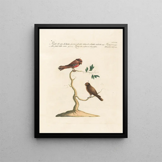 Saverio Manetti - Ornithologia methodice digesta Pl340.webp