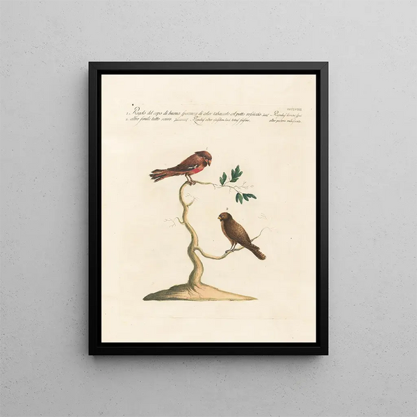 Ornithology Painting methodically digested Pl340 - Saverio Manetti — framed artwork on a wall