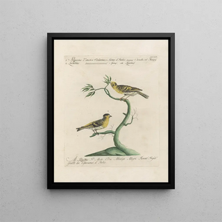 Saverio Manetti - Ornithologia methodice digesta Pl343.webp