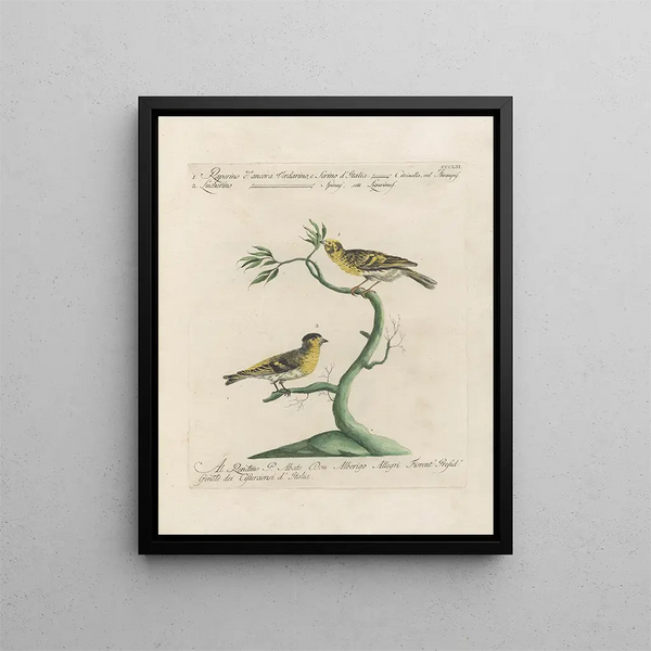 Saverio Manetti - Ornithologia methodice digesta Pl343.webp