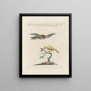 Saverio Manetti - Ornithologia methodice digesta Pl344.webp