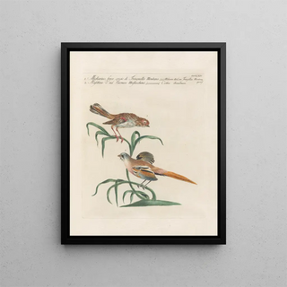 Saverio Manetti - Ornithologia methodice digesta Pl346.webp