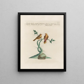 Saverio Manetti - Ornithologia methodice digesta Pl347.webp