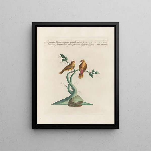L'ornithologie méthodiquement digérée Pl347 - Saverio Manetti — framed artwork on a wall
