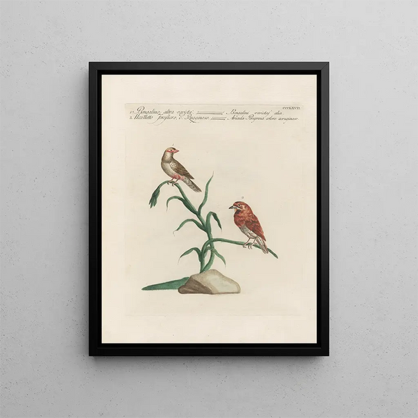 Saverio Manetti - Ornithologia methodice digesta Pl349.webp