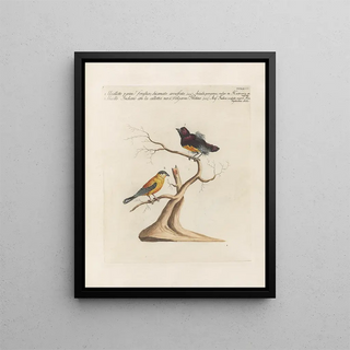 Saverio Manetti - Ornithologia methodice digesta Pl350.webp