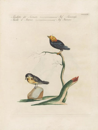 Saverio Manetti - Ornithologia methodice digesta Pl351.webp