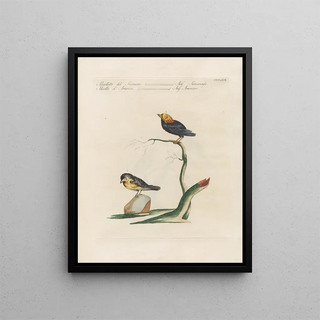 Saverio Manetti - Ornithologia methodice digesta Pl351.webp