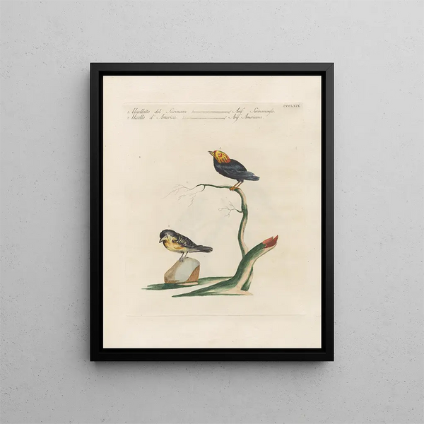 L'ornithologie méthodiquement digérée Pl351 - Saverio Manetti — framed artwork on a wall