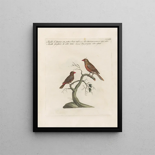 Saverio Manetti - Ornithologia methodice digesta Pl352.webp