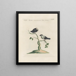 Saverio Manetti - Ornithologia methodice digesta Pl353.webp