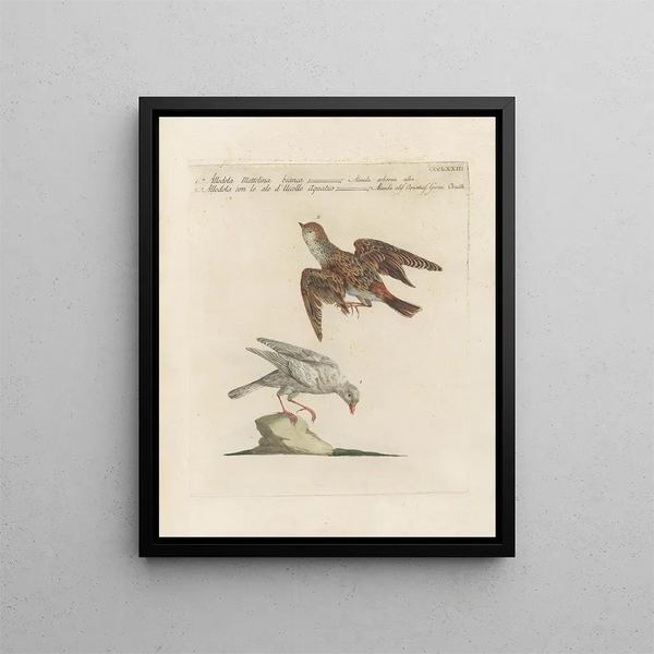 Ornithology Painting methodically digested Pl355 - Saverio Manetti — framed artwork on a wall
