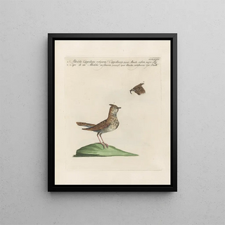 Saverio Manetti - Ornithologia methodice digesta Pl356.webp