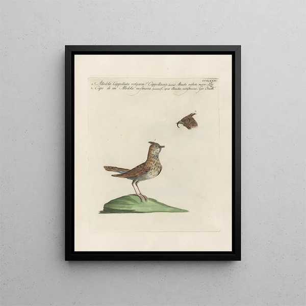L'ornithologie méthodiquement digérée Pl356 - Saverio Manetti — framed artwork on a wall