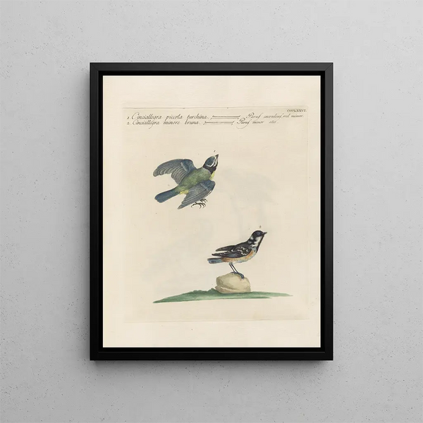 Ornithology Painting methodically digested Pl358 - Saverio Manetti — framed artwork on a wall