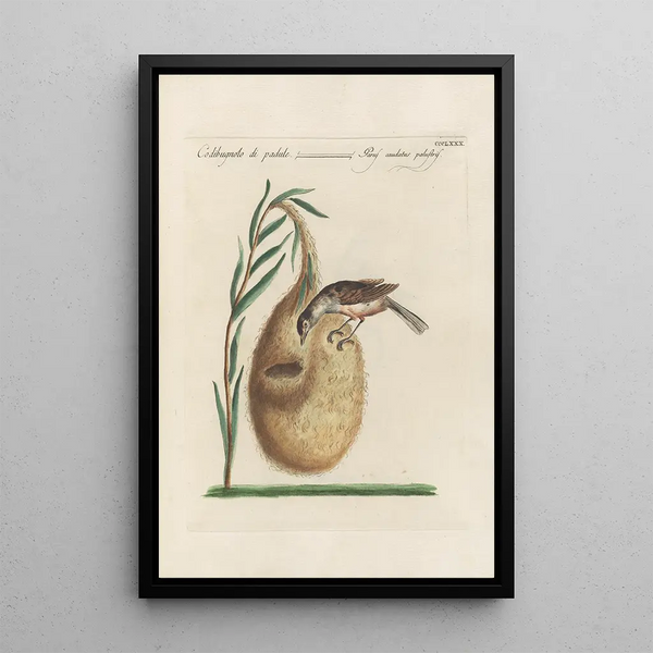 Ornithologia methodice digesta Pl362 - Saverio Manetti — framed artwork on a wall