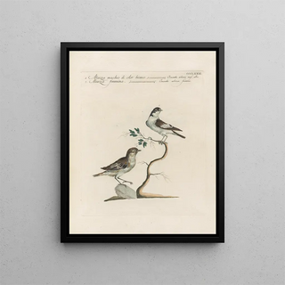 Saverio Manetti - Ornithologia methodice digesta Pl363.webp