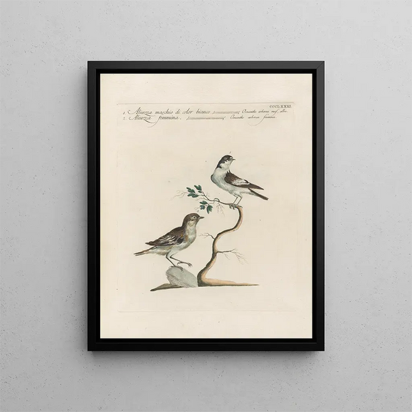 L'ornithologie méthodiquement digérée Pl363 - Saverio Manetti — framed artwork on a wall